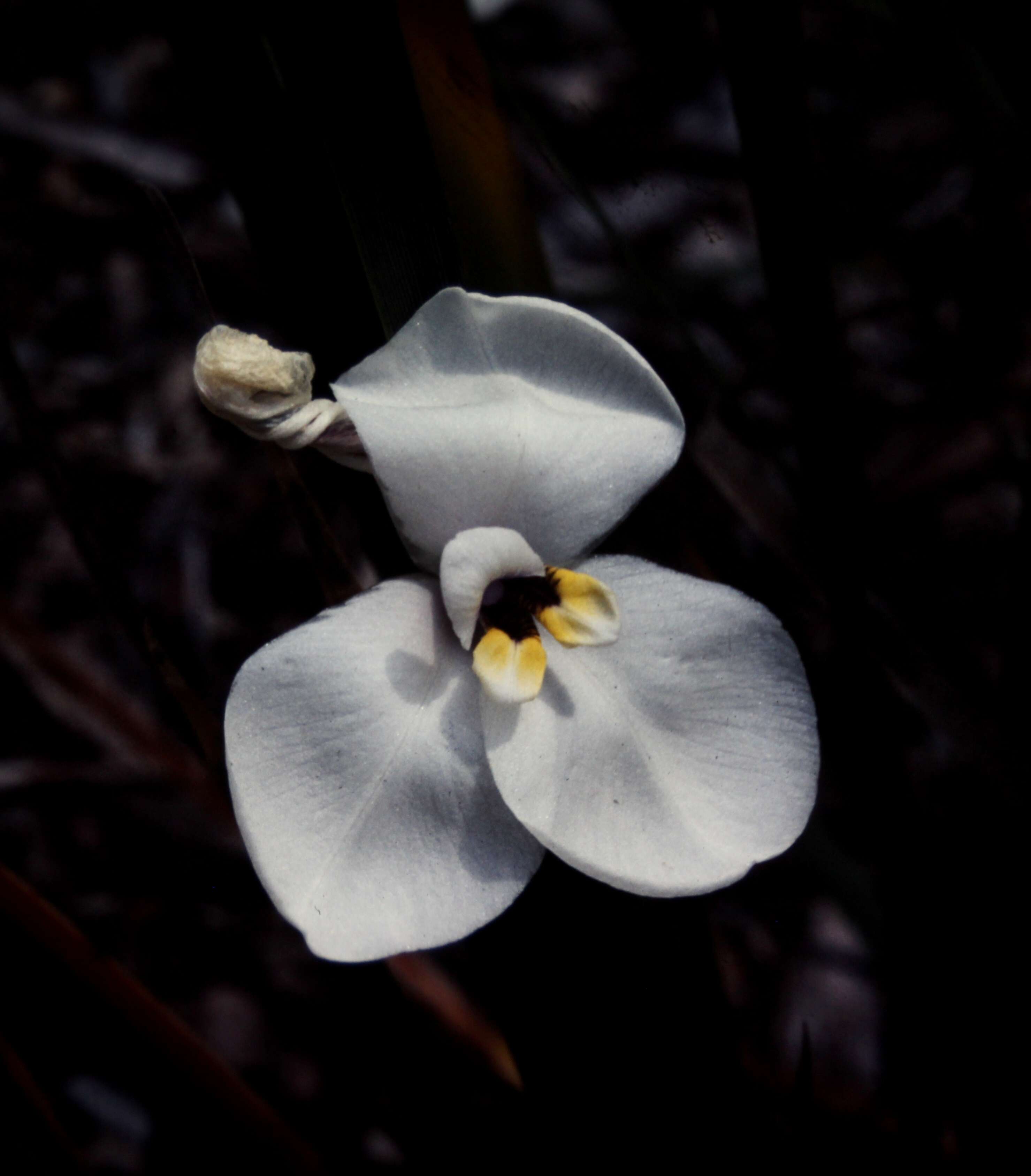 Image of Diplarrena moraea Labill.