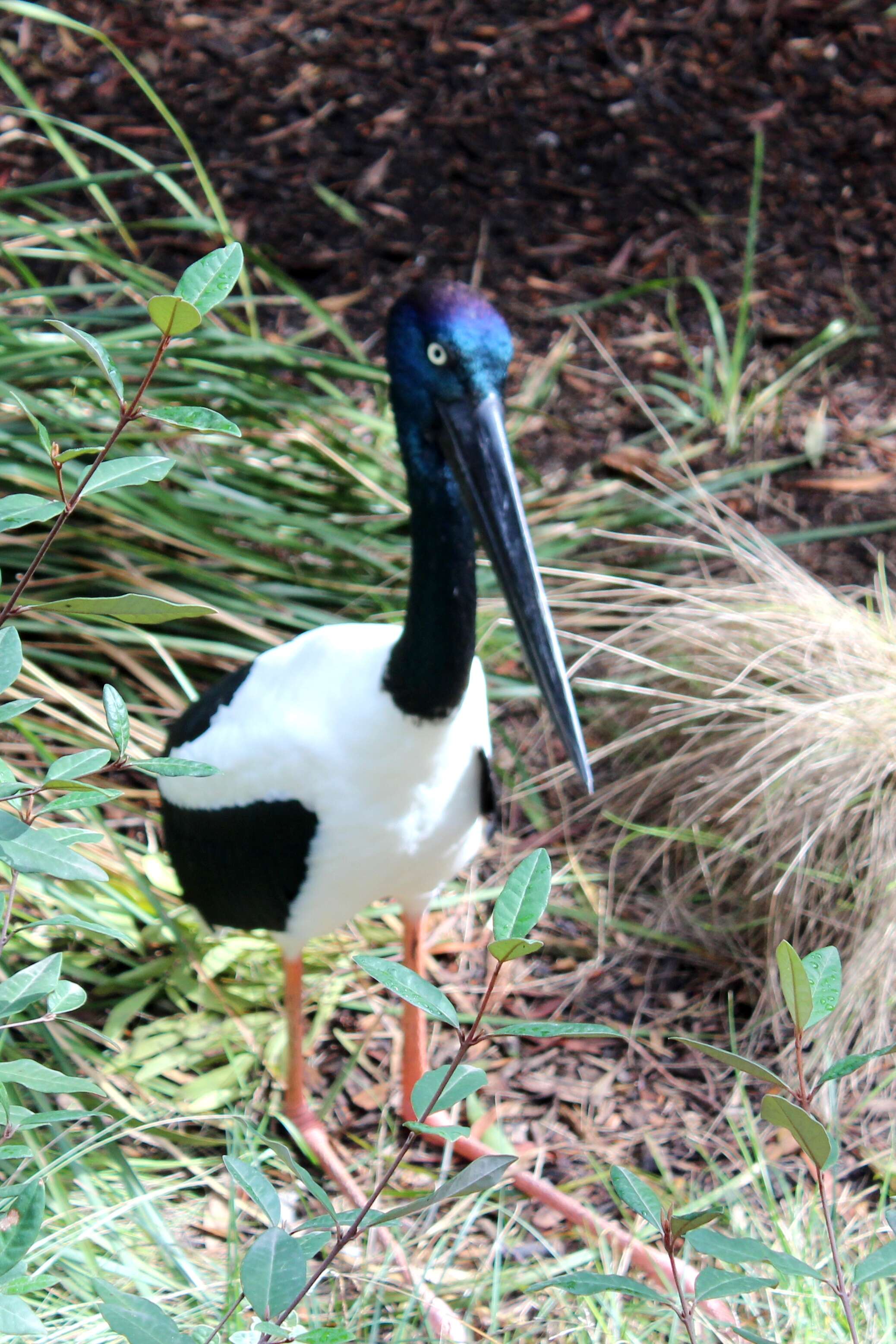 Image of Black-necked Stork