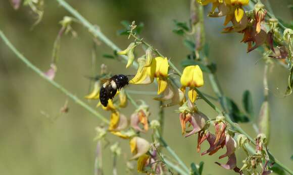 صورة Xylocopa caffra (Linnaeus 1767)