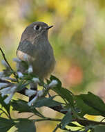 Image of goldcrests and kinglets