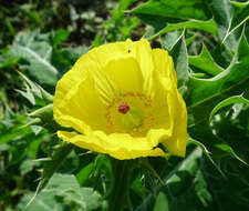 Image of Mexican pricklypoppy