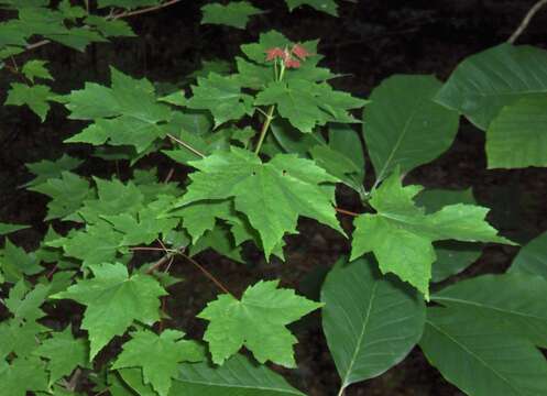 Image of maple