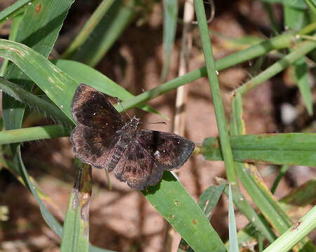 Image of Scallopwings