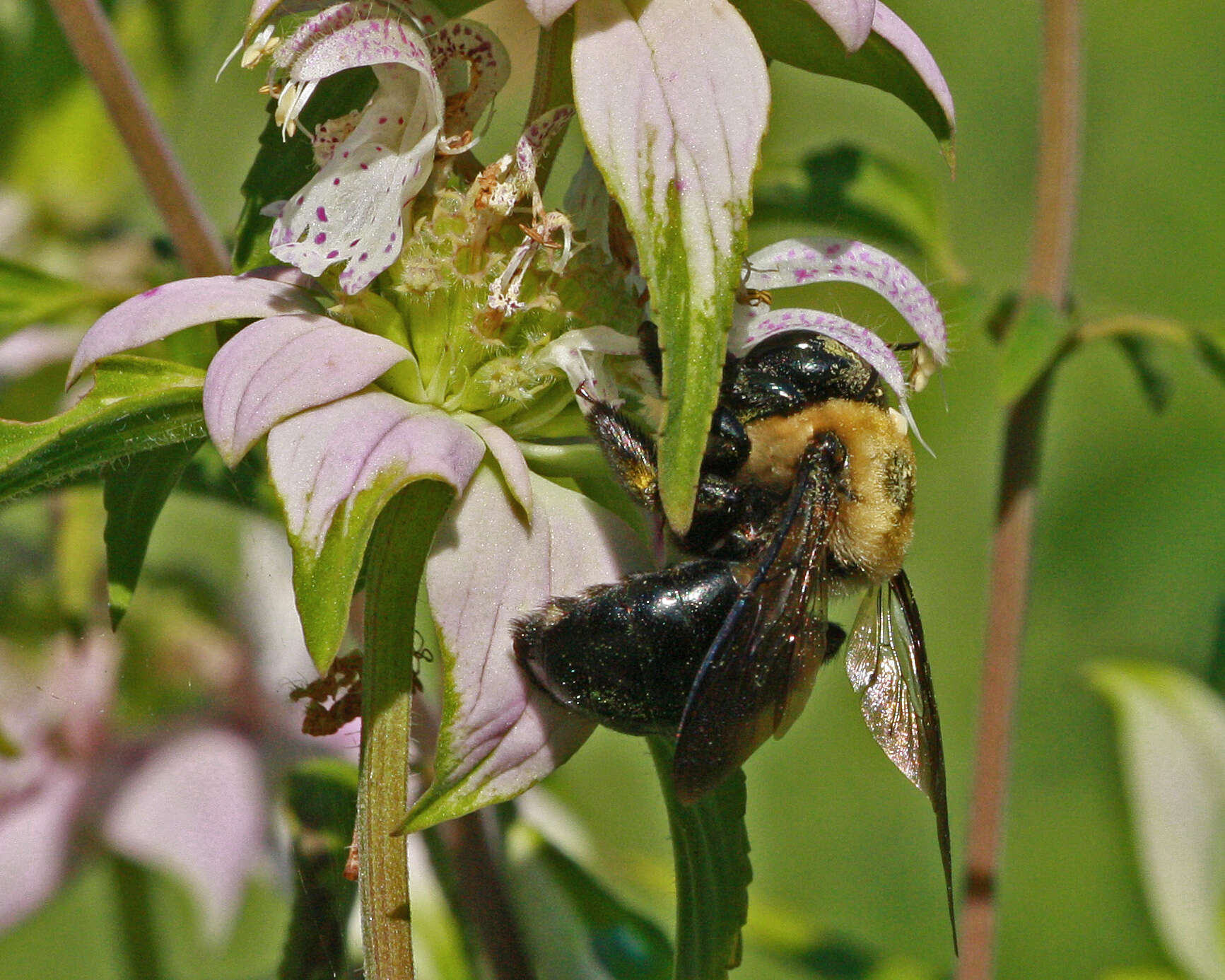 Image of Bee Balm