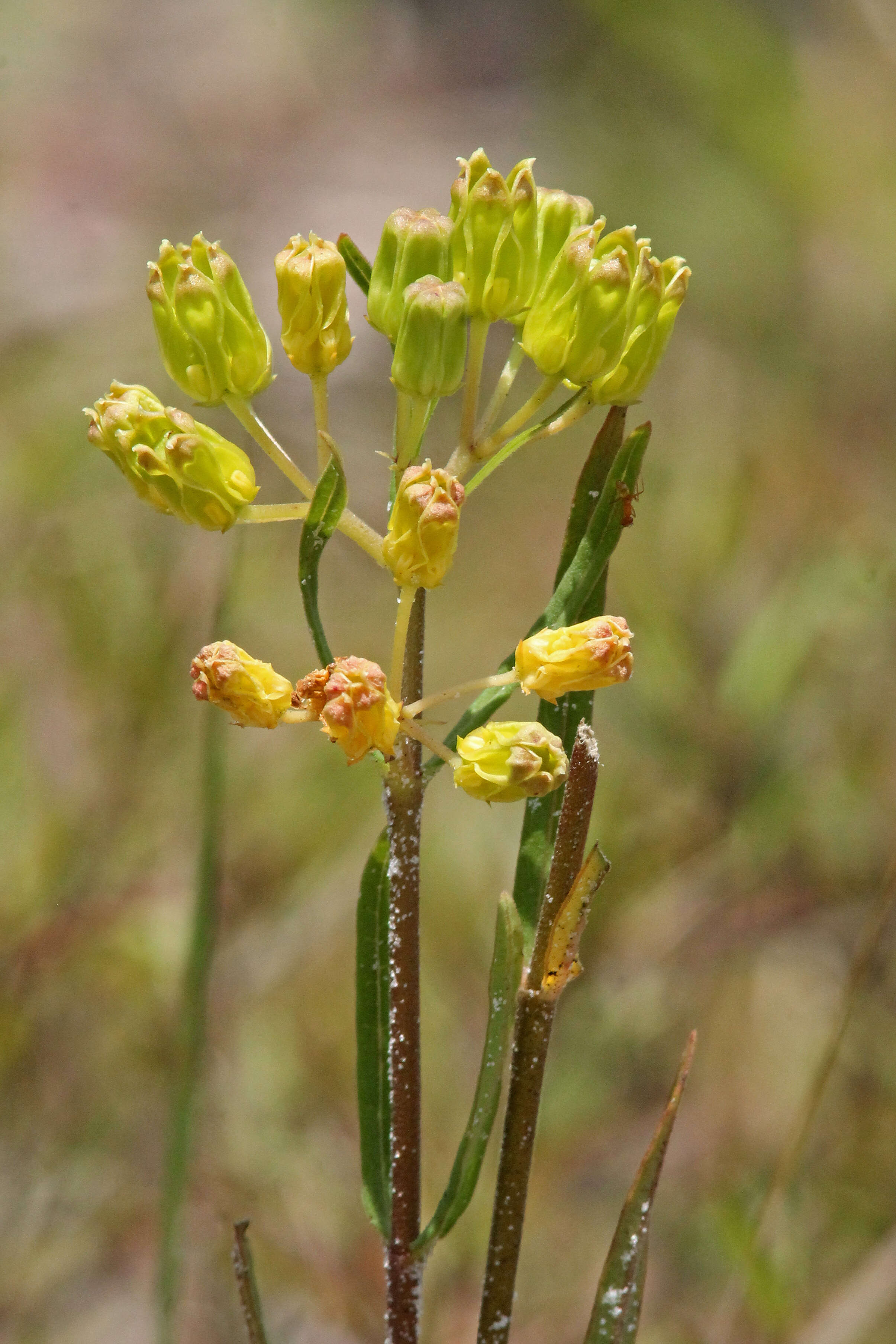 Image of Savannah Milkweed