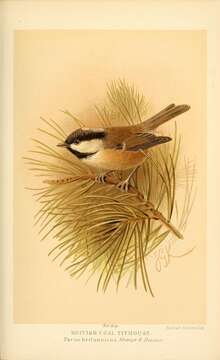 صورة Periparus Sélys-Longchamps 1884