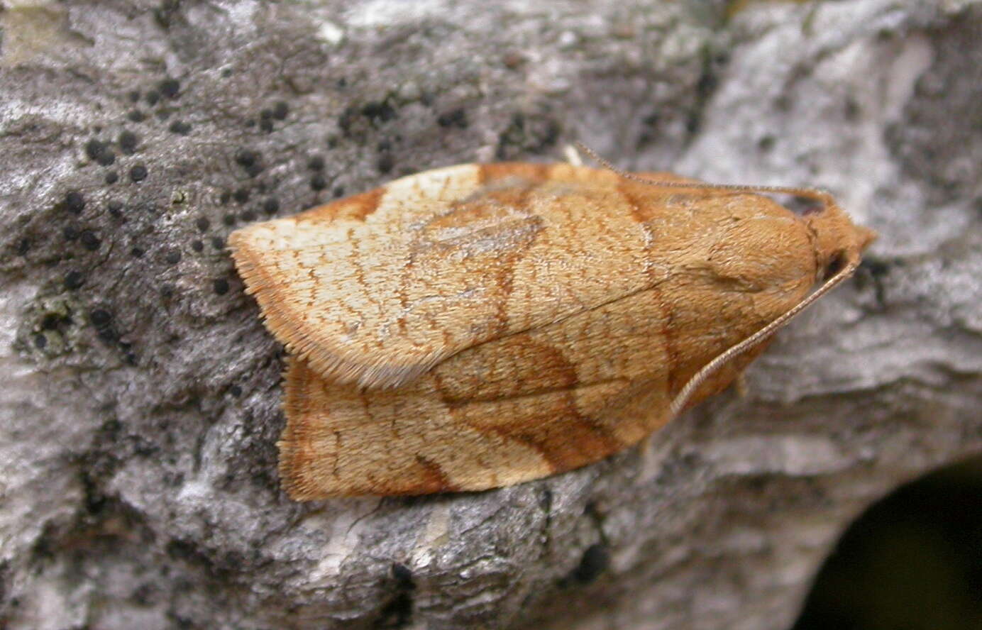 Image of barred fruit-tree tortrix