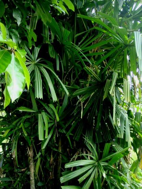 Image of Mangrove fan palm