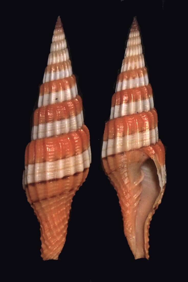 Image of Turbinelloidea Rafinesque 1815