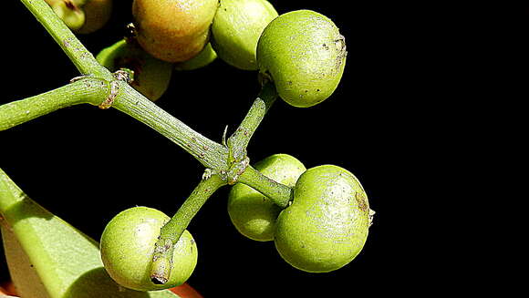 Image of Ixora muelleri Bremek.