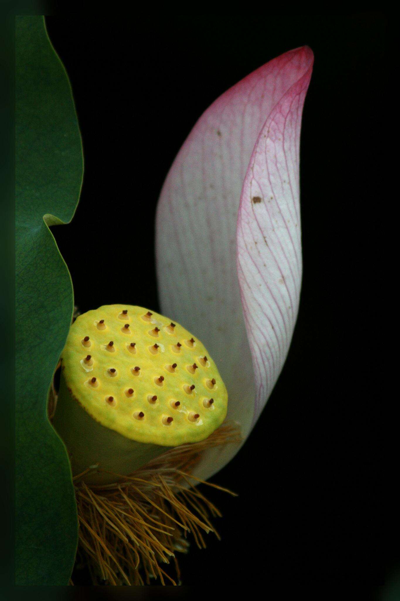 Image of lotus