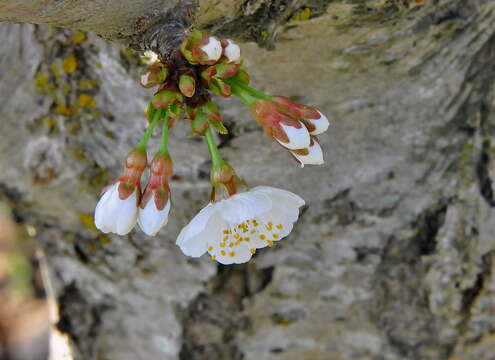 Imagem de Prunus avium (L.) L.