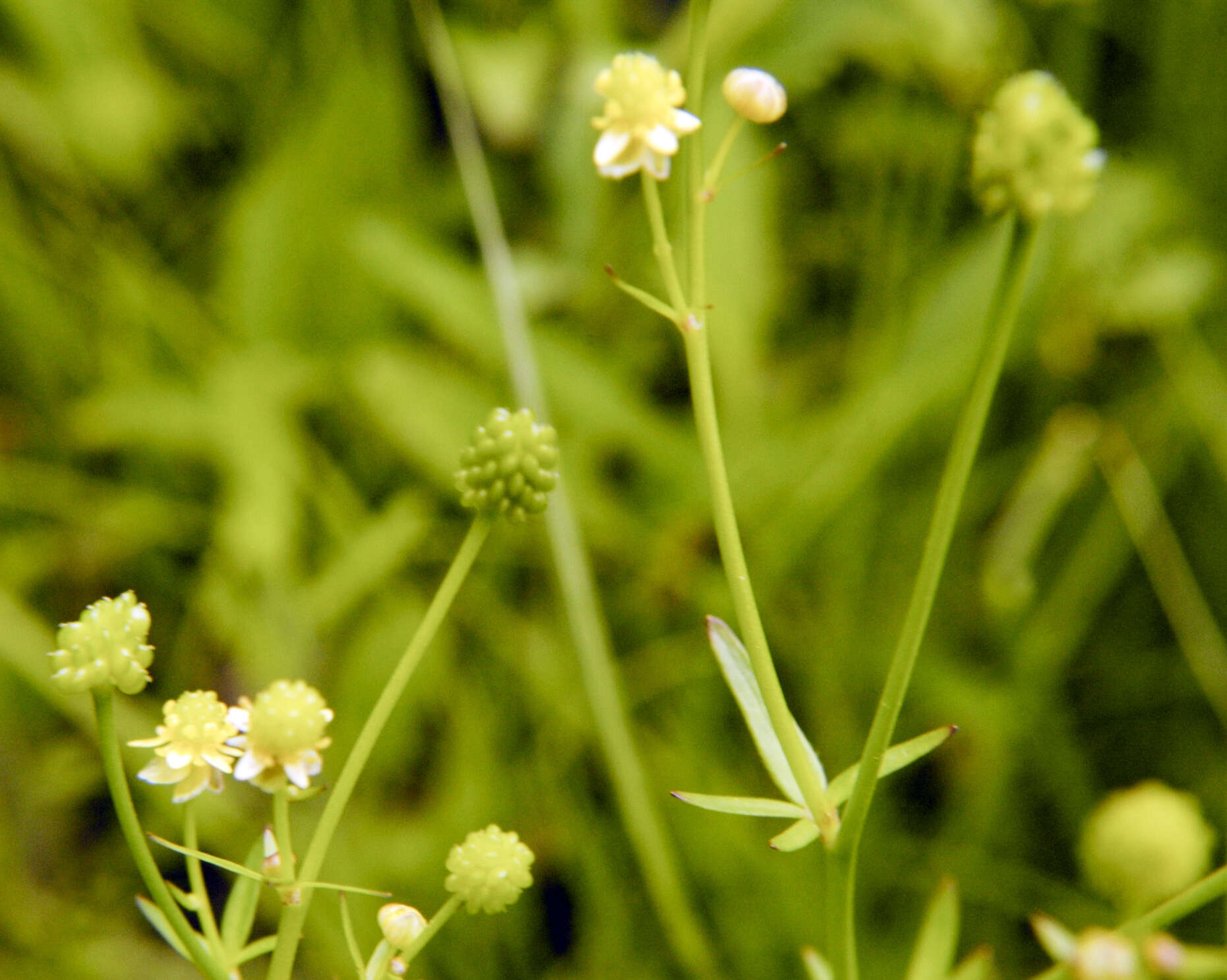 Image of littleleaf buttercup