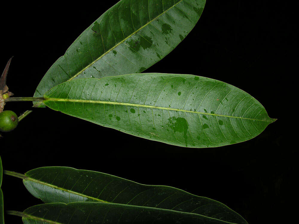 Image of Ficus paraensis (Miq) Miq.