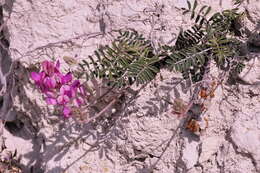 Image of sweetvetch