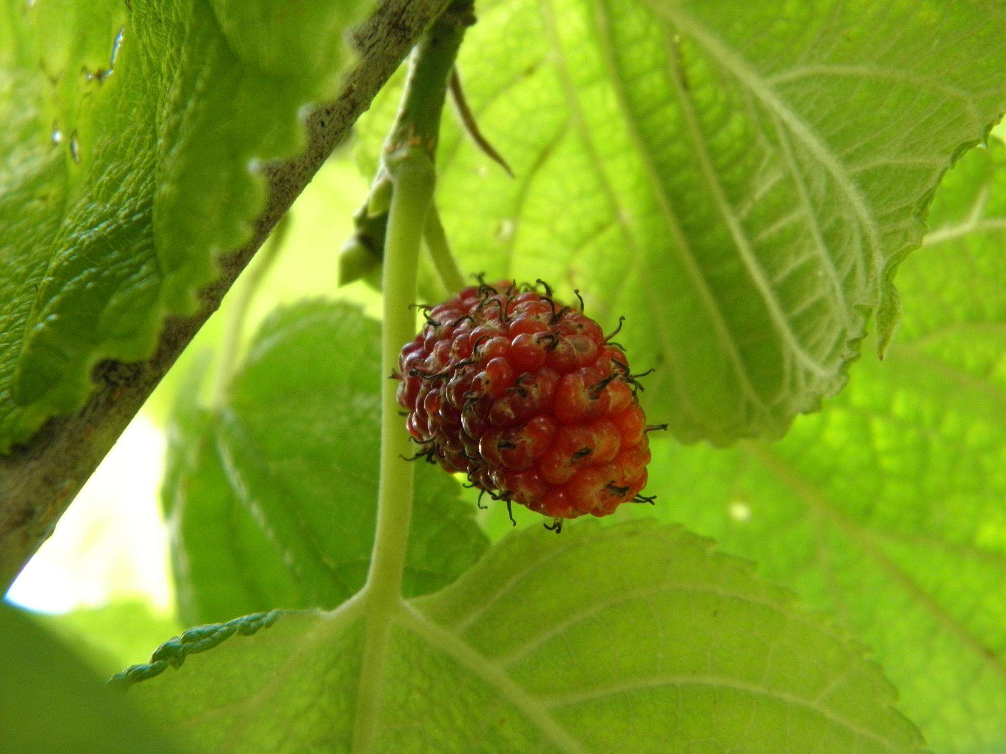 Image of mulberry