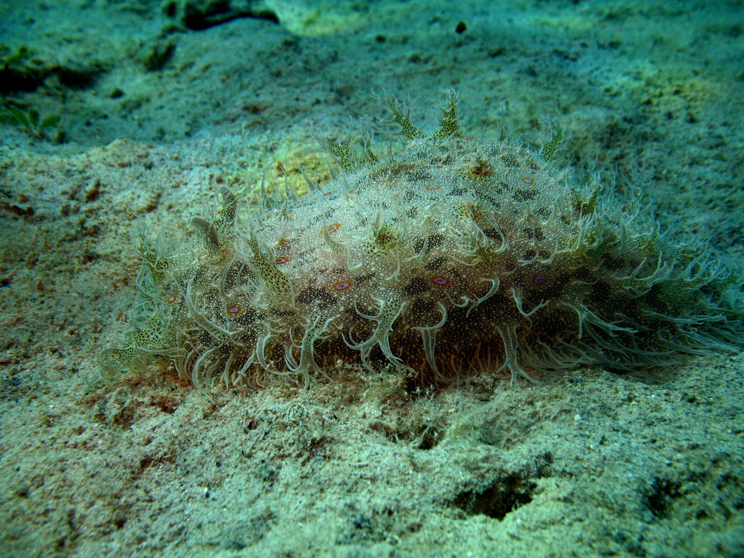 Image of blue-spotted sea hare