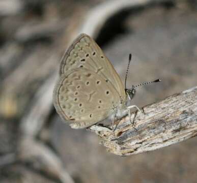 Image of Zizeeria knysna (Trimen 1862)