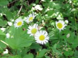 Image of prairie fleabane