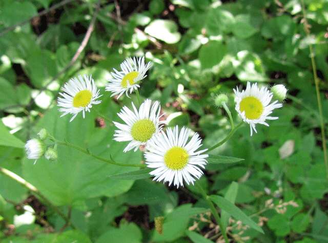 Image of prairie fleabane