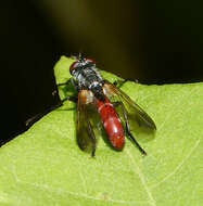 Plancia ëd Cylindromyia bicolor (Olivier 1811)