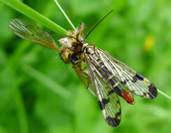 Image of scorpionflies