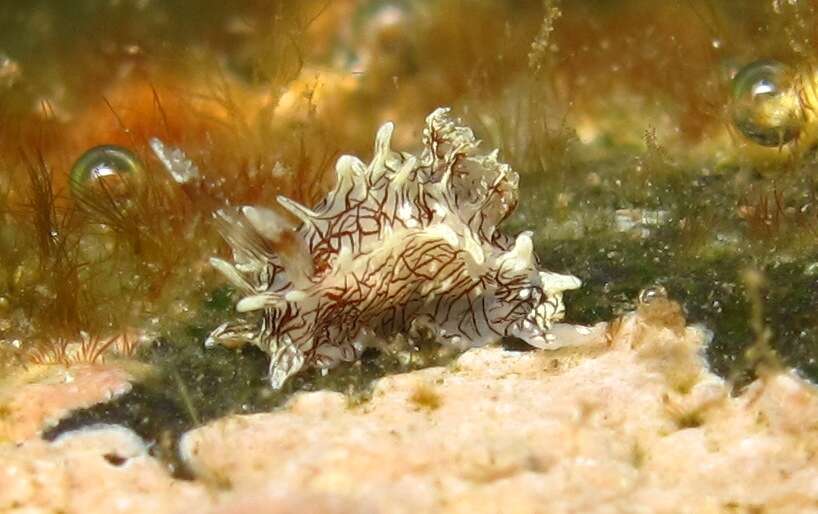 Image of Sea slug