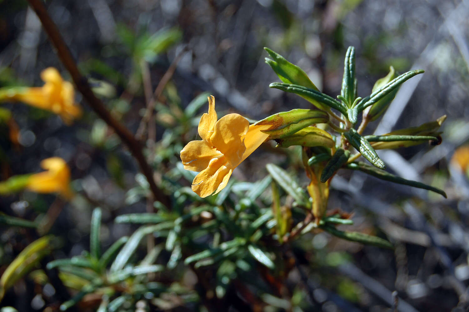 Plancia ëd Diplacus aurantiacus (W. Curtis) Jepson