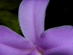 Image of Sobralia labiata Warsz. & Rchb. fil.