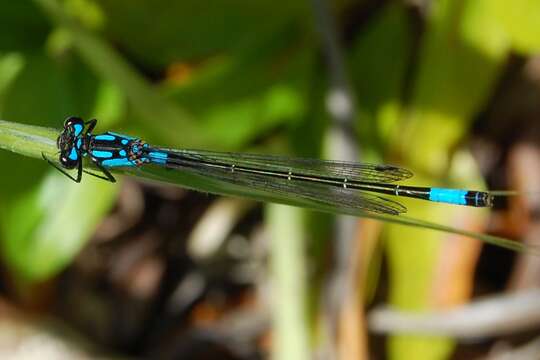 Image of Zoniagrion Kennedy 1920