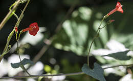 Image of Ipomoea cholulensis Kunth