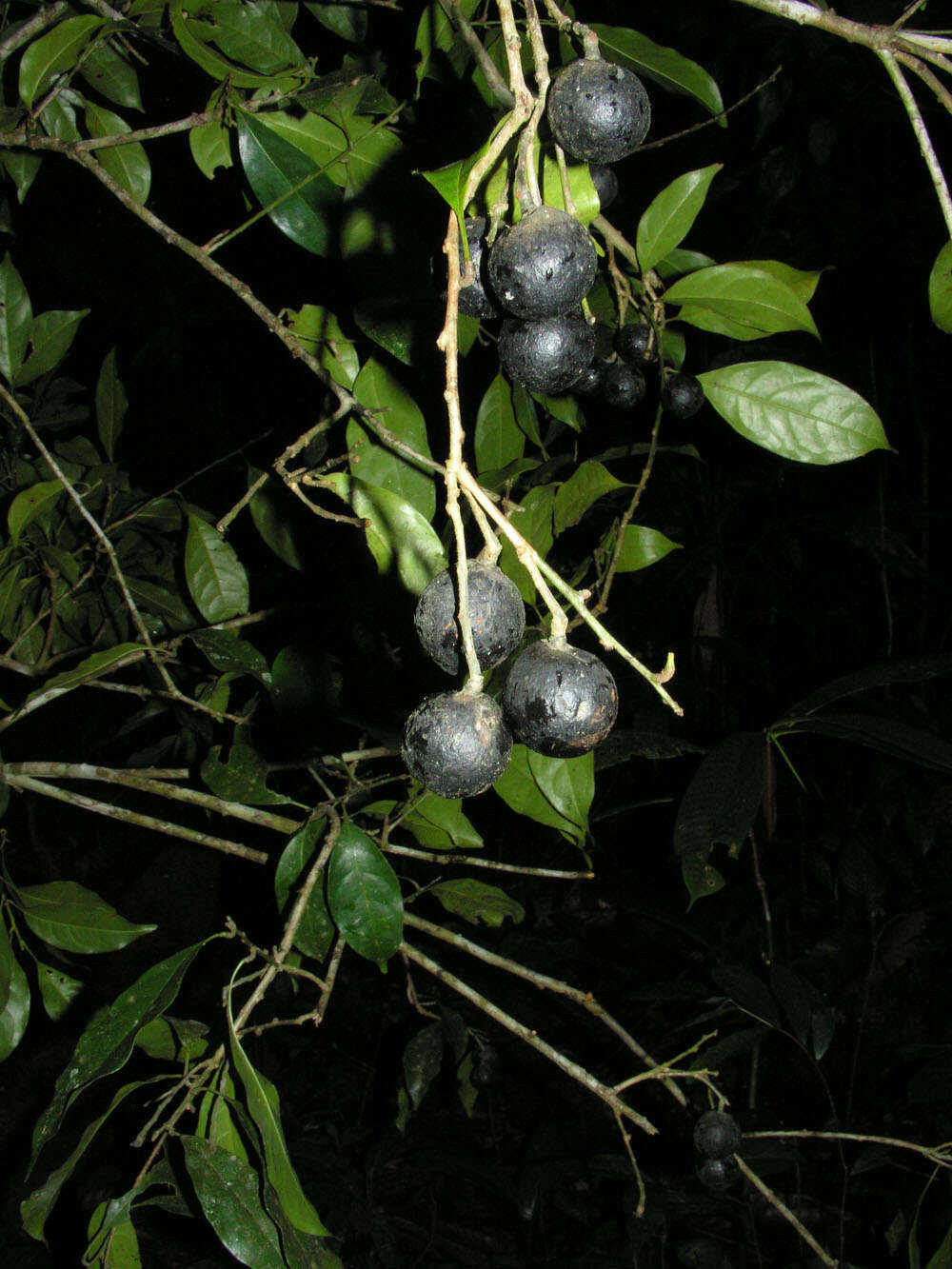 Plancia ëd Meliosma grandiflora Morton ex A. H. Gentry