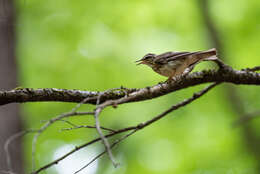 Image of Louisiana Waterthrush