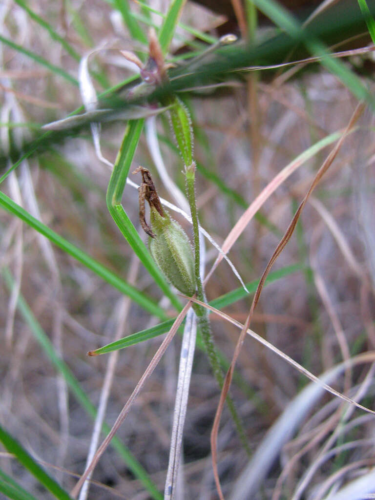 Image of Bunny orchids