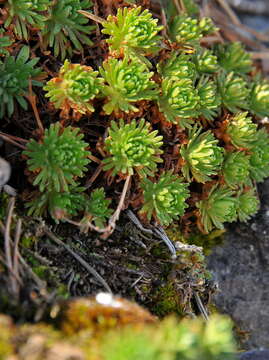 Image of Saxifraga moncayensis D. A. Webb