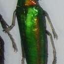 Image of Chrysochroa gestroi Kurosawa 1978