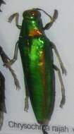 Image of metallic wood-boring beetle