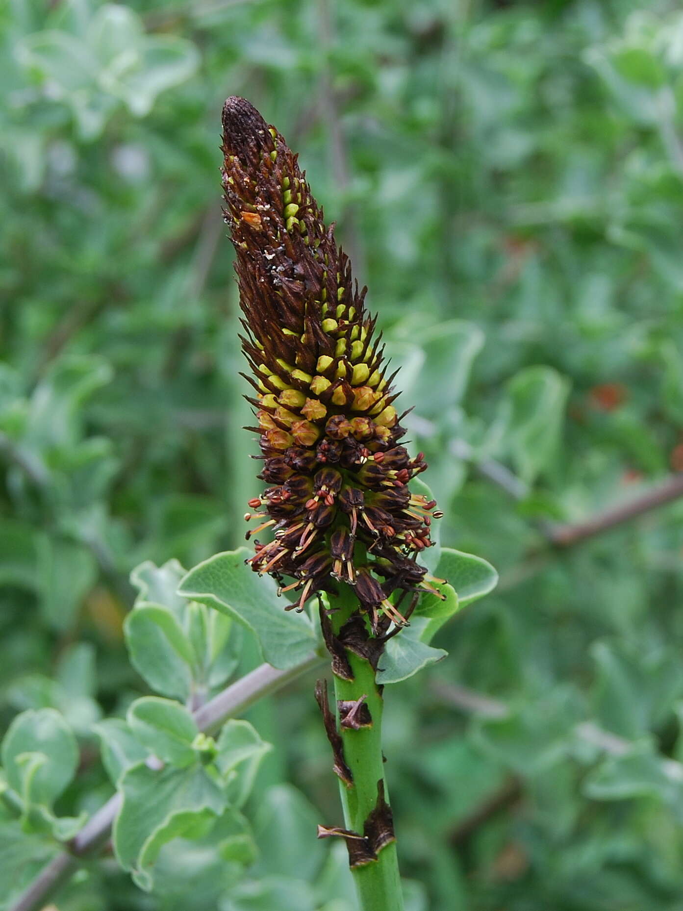 Image de Kniphofia brachystachya (Zahlbr.) Codd