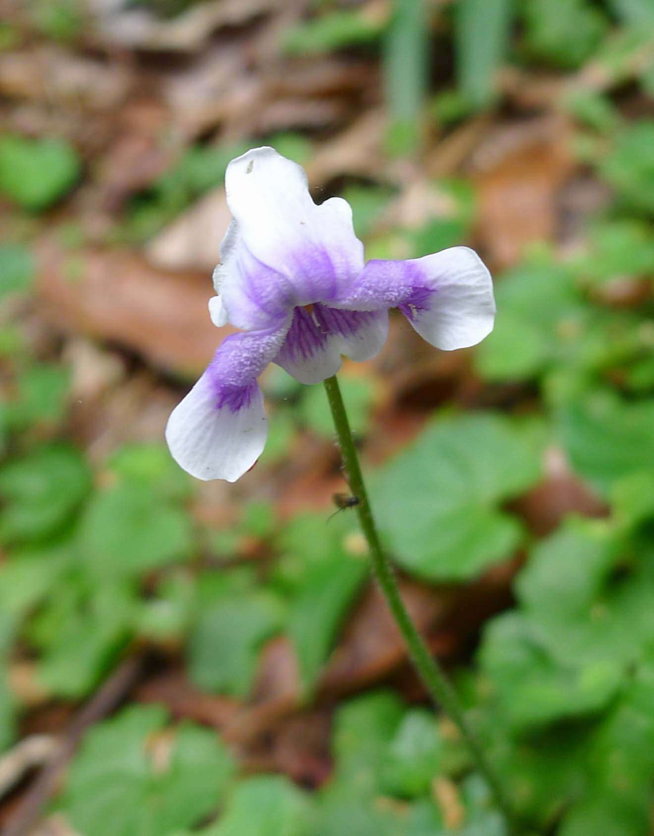 Image of Viola banksii K. R. Thiele & Prober