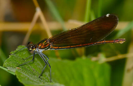 Image of Beautiful Demoiselle