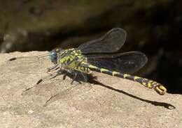 Image of Onychogomphus Selys 1854