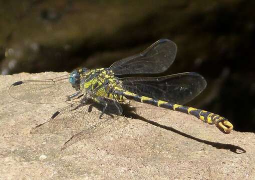 Image of blue-eyed hook-tailed dragonfly