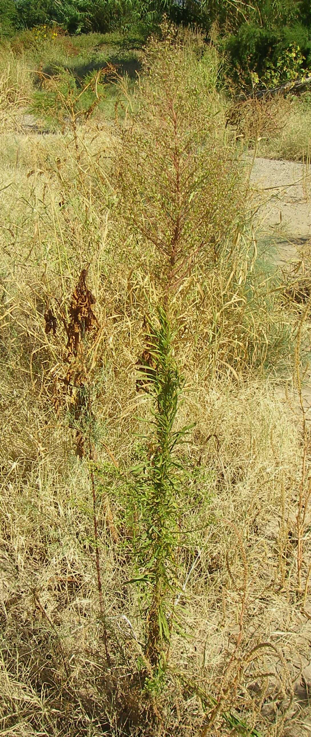 Image of fleabane