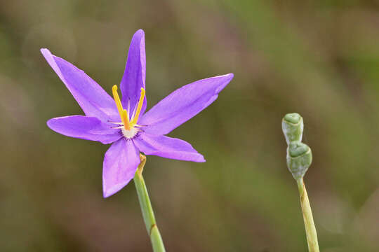 Imagem de Nemastylis floridana Small