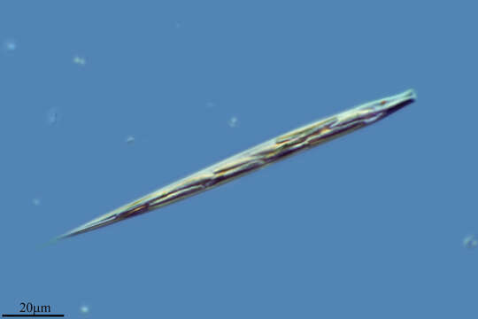 Image of Cyclidiopsis Korshikov 1917