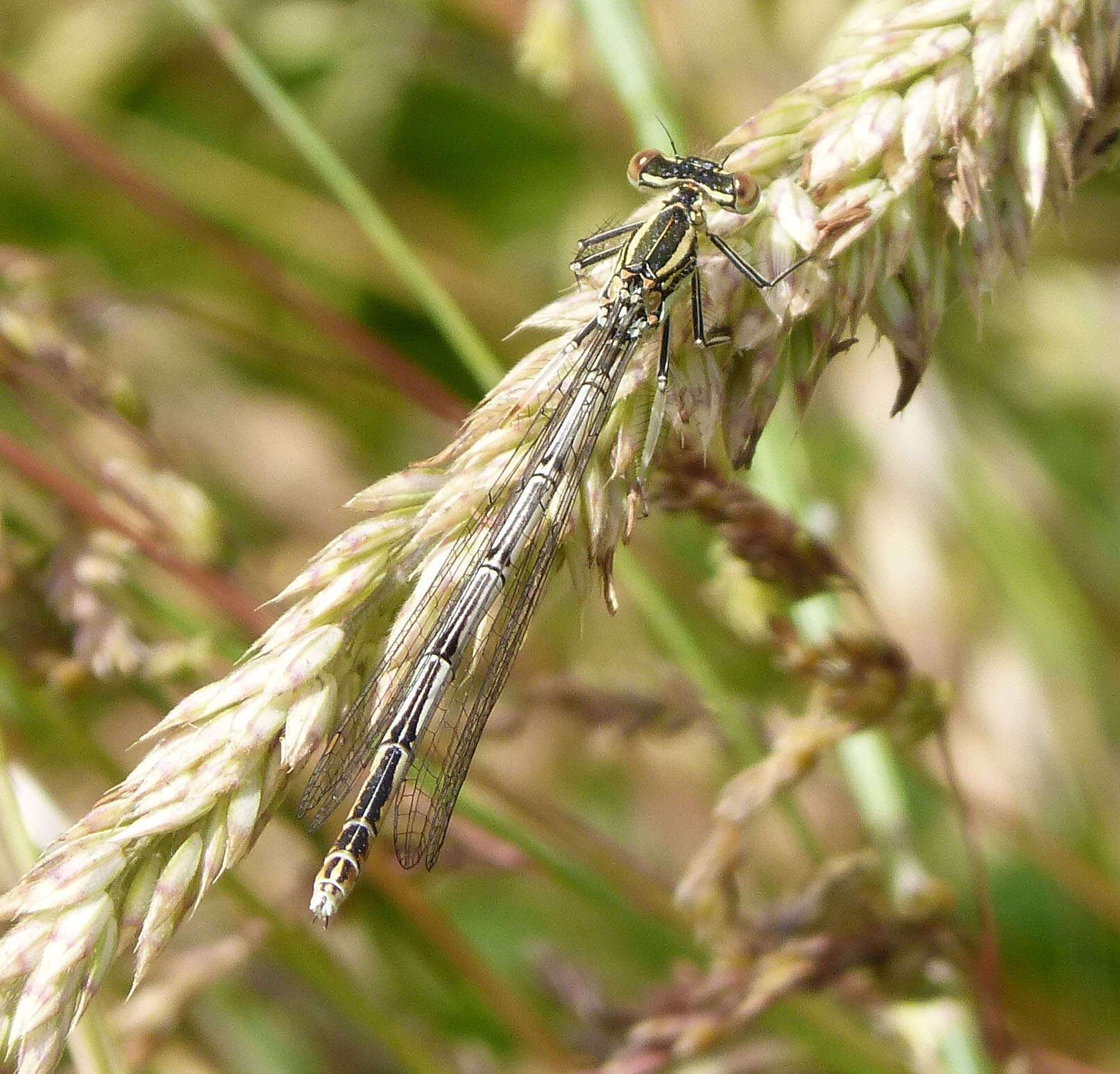 Image of Platycnemis Burmeister 1839