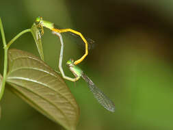 Image of coromandel marsh dart