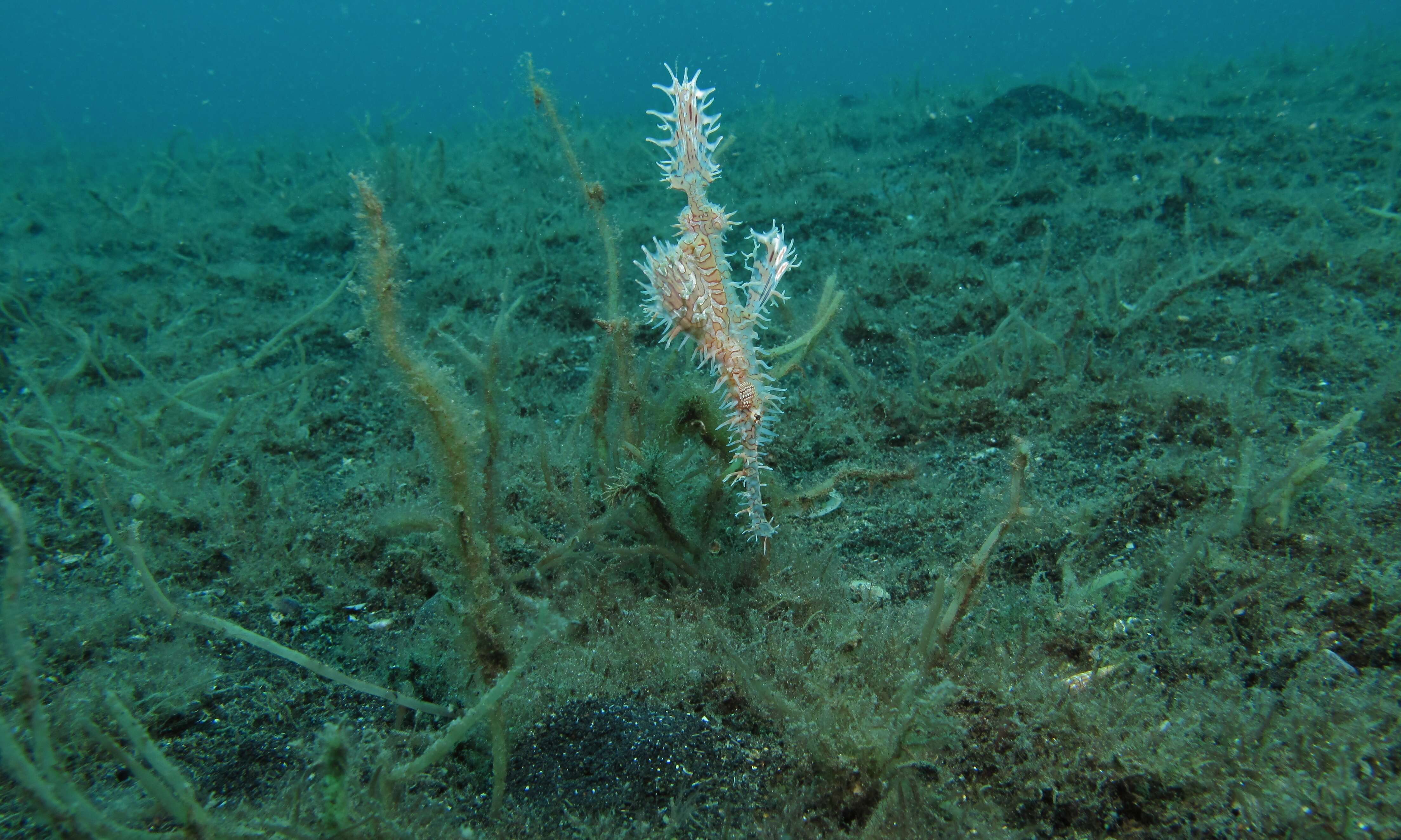 Image of ghost pipefishes