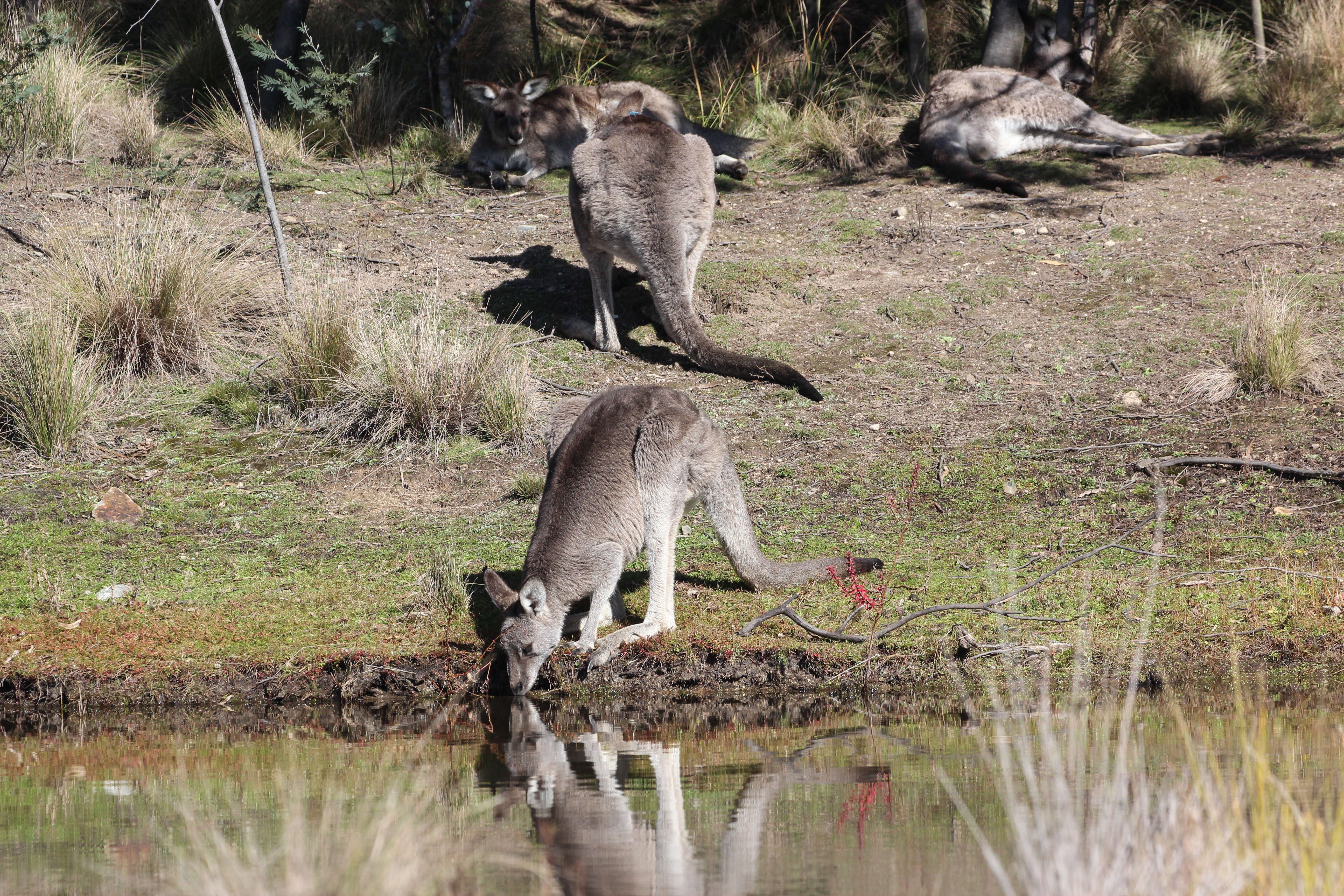 Image of Macropus giganteus giganteus Shaw 1790