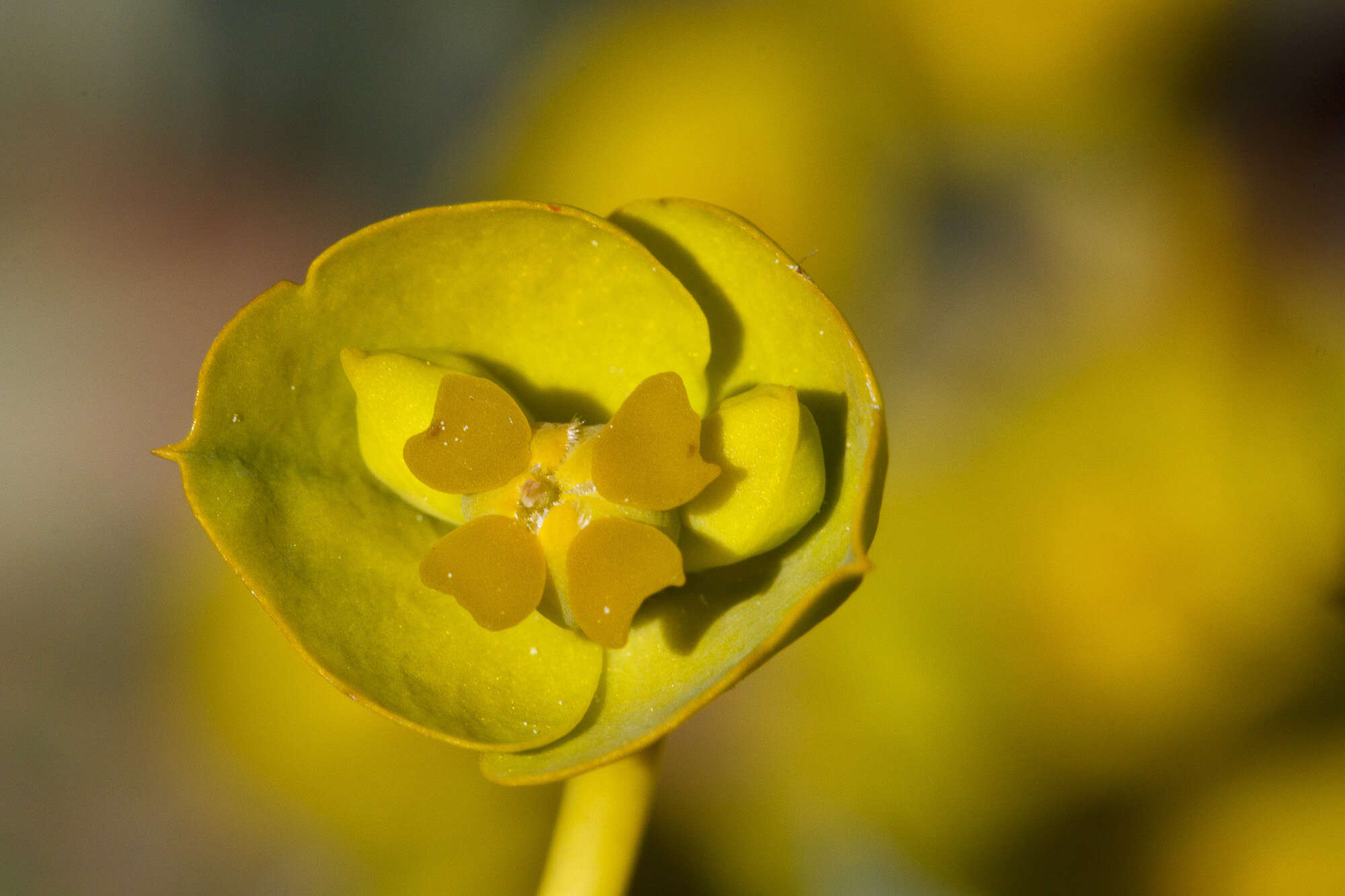 Image of Euphorbia nicaeensis All.